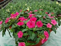 Катарантус розовый ампельный (Solar Avalanche F1)