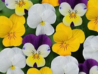 Виола рогатая (Sorbet XP F1)