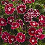 Гвоздика гибридная (Dianthus hybrida)