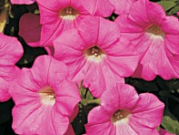 Петуния ампельная гибридная (Velvet F1)