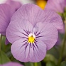 Виола рогатая (Viola cornuta)