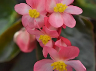 Бегония гибридная ампельная (бронзовая листва)