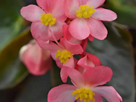 Бегония гибридная ампельная (бронзовая листва) (Dragon Wing F1)