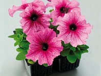 Петуния крупноцветковая (Tango F1)