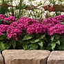 Пентас ланцетовидный (Pentas lanceolata)