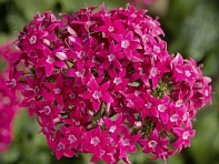 Пентас ланцетовидный (HoneyCluster F1)