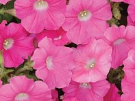 Петуния ампельная гибридная (Shock Wave F1)