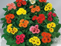 Гербера Джемсона (Royal F1)