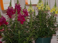 Львиный зев (Антирринум) большой (Aromas F1)