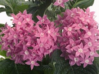 Пентас ланцетовидный (Kaleidoscope F1)