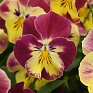 Виола виттрока ампельная (Viola wittrockiana)