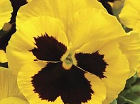 Виола Виттрока