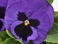 Виола виттрока