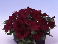 Петуния многоцветковая (Lambada F1)