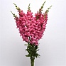 Львиный зев (Антирринум) большой (Antirrhinum majus)