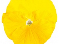 Виола Виттрока (Italia F1)