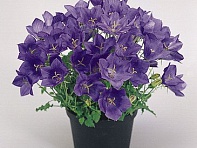 Колокольчик карпатский (Clips)