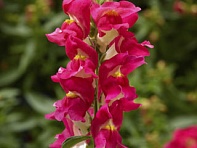 Львиный зев (Антирринум) большой (Snaptini F1)