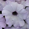 Петуния ампельная гибридная (Petunia х hybrida)