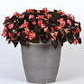 Бегония гибридная (бронзовая листва) (Begonia hybrida)