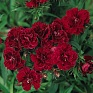 Гвоздика турецкая (Dianthus barbatus)