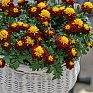 Бархатцы отклоненные (Tagetes patula)