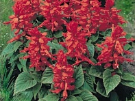 Сальвия блестящая (Salvano)