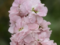 Левкой седой (Column)