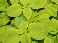 Колеус гибридный (Premium Sun)