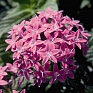 Пентас ланцетовидный (Pentas lanceolata)