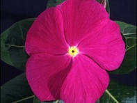 Катарантус розовый (Ocean F1)