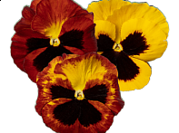 Виола Виттрока