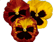 Виола Виттрока (Delta Pro F1)