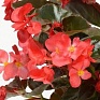 Бегония гибридная (бронзовая листва) (Begonia hybrida)