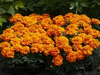 Бархатцы отклоненные (Happy)