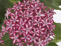 Пентас ланцетовидный (Glitterati F1)