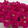 Петуния крупноцветковая (Petunia grandiflora)