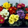 Примула бесстебельная (Primula acaulis)