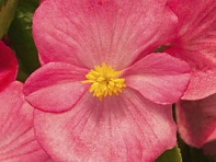 Бегония вечноцветущая (зеленая листва) (Topspin F1)