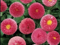 Маргаритка многолетняя (Bellissima)