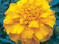 Бархатцы триплоидные (Zenith F1)