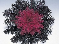 Декоративная капуста (Peacock F1)