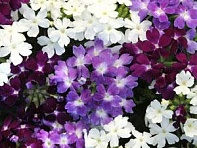 Вербена гибридная (Quartz XP)