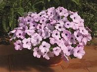 Петуния ампельная гибридная