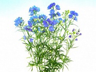 Дельфиниум китайский (Energy F1)