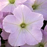 Петуния ампельная гибридная (Petunia х hybrida)