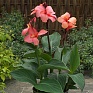 Канна садовая (Canna generalis)