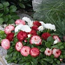 Маргаритка многолетняя (Bellis perennis)