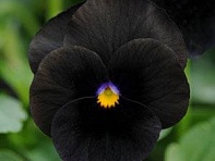 Виола рогатая (Sorbet Standart F1)