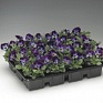 Виола рогатая (Viola cornuta)